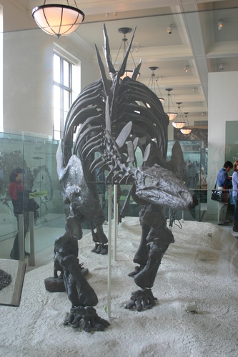 Stegosaurus reference