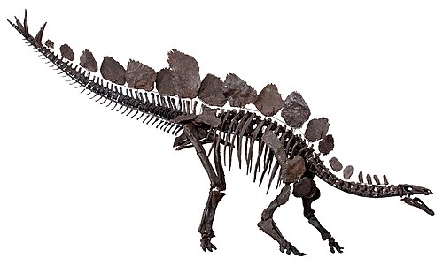 Stegosaurus ungulatus reference