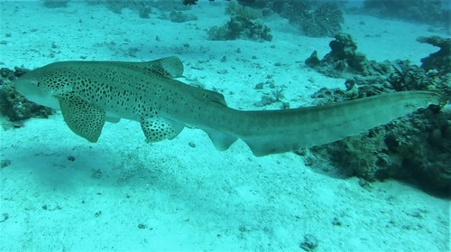 Zebra Shark reference