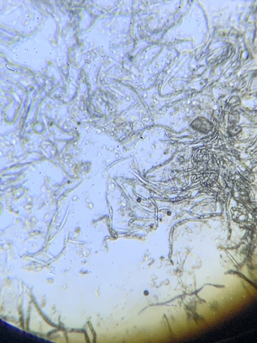 Beneficial Nematode reference