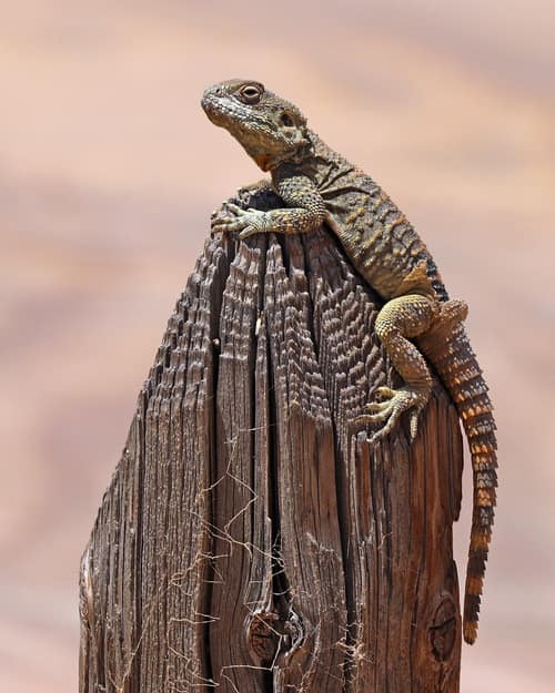Roughtail Rock Agama reference
