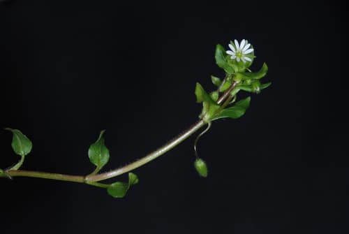 Common Chickweed reference