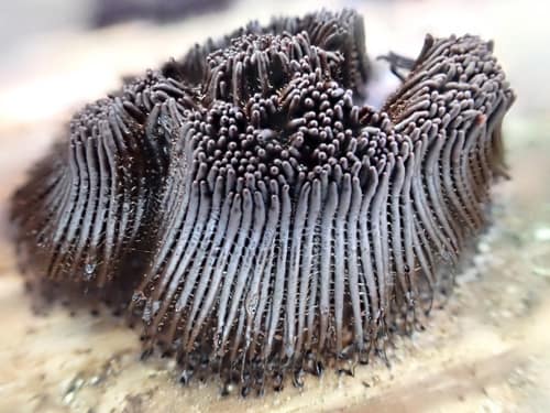 Chocolate Tube Slime reference