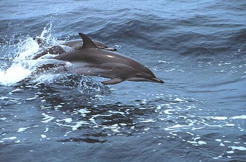 Clymene Dolphin reference
