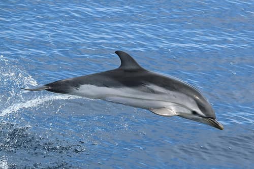 Striped Dolphin reference