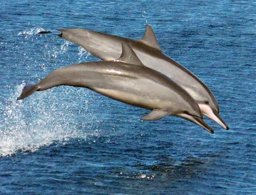 Spinner Dolphin reference