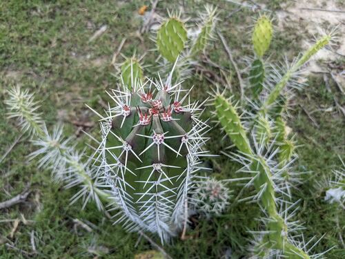 Dagger Cactus reference