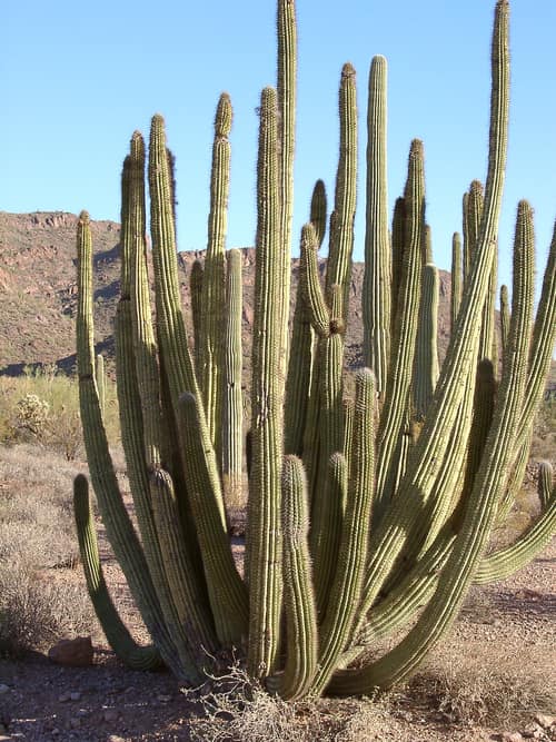Organ Pipe Cactus reference