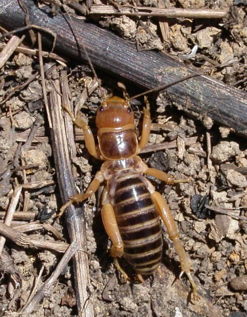 Jerusalem Cricket reference