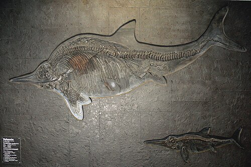 Stenopterygius reference
