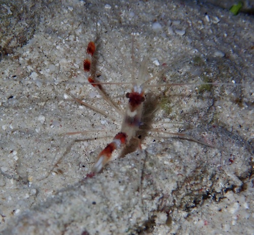 Banded Coral Shrimp reference