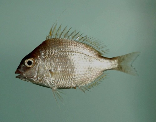 Longspine Porgy reference