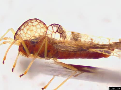 Azalea Lace Bug reference