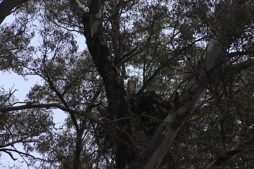 Crowned Eagle reference