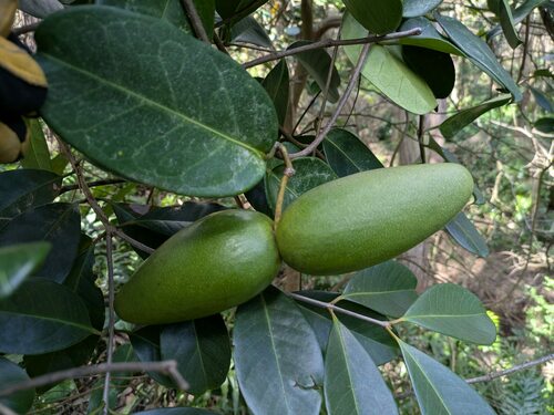 Madagascar Jasmine reference