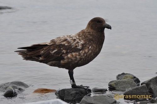 Brown Skua reference