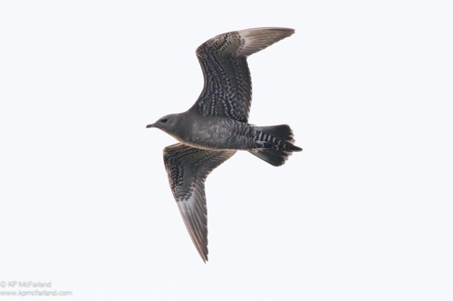 Long-tailed Jaeger reference