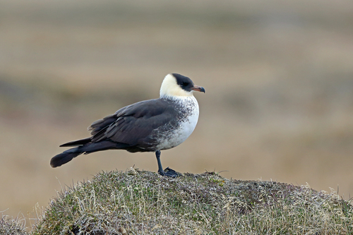 Pomarine Jaeger reference
