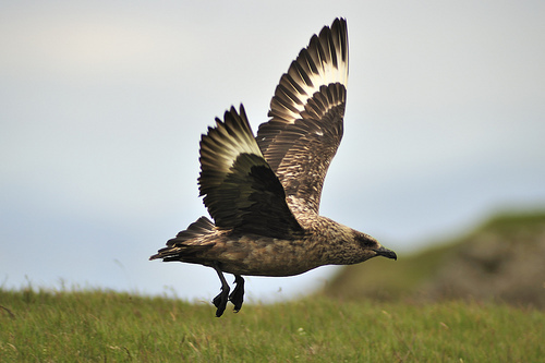 Great Skua reference