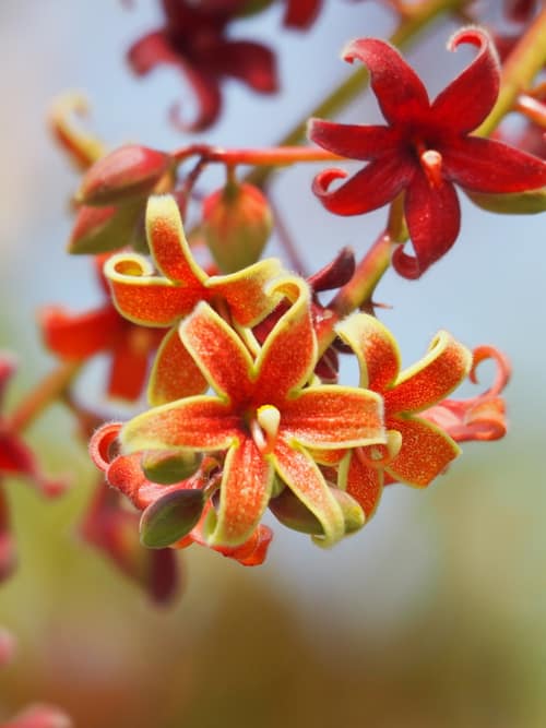 Hazel Sterculia reference
