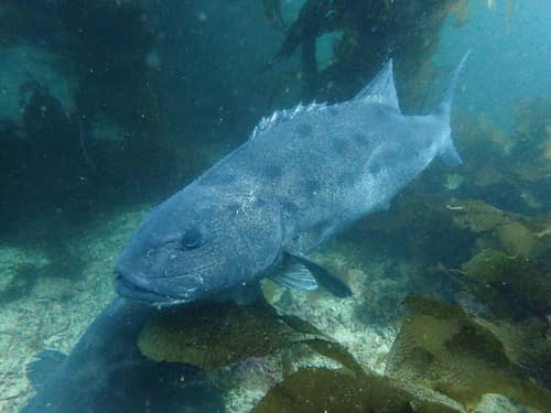 Giant Sea Bass reference