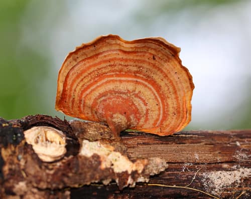 False Turkey Tail reference