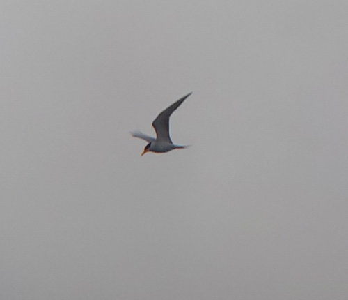 River Tern reference