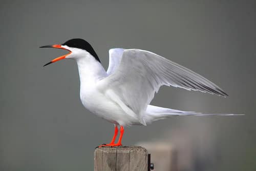 Forster's Tern reference