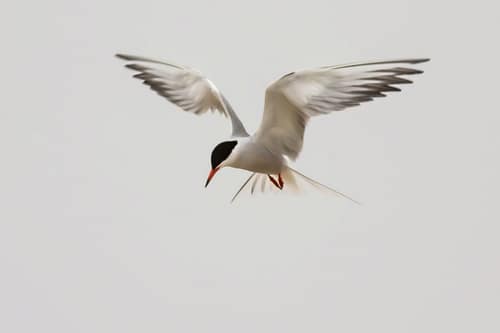 Common Tern reference