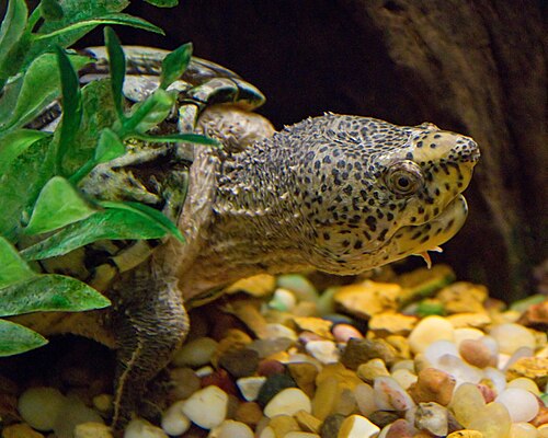 Loggerhead Musk Turtle reference