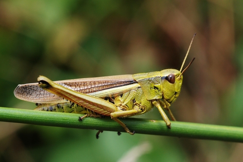 Large Marsh Grasshopper reference