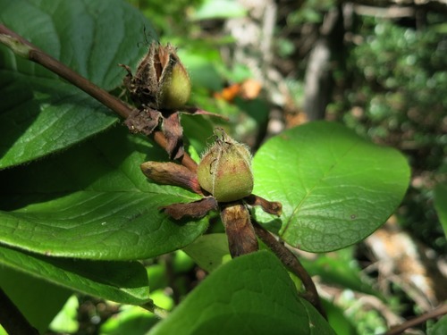 Mountain Stewartia reference