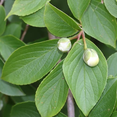Japanese Stewartia reference