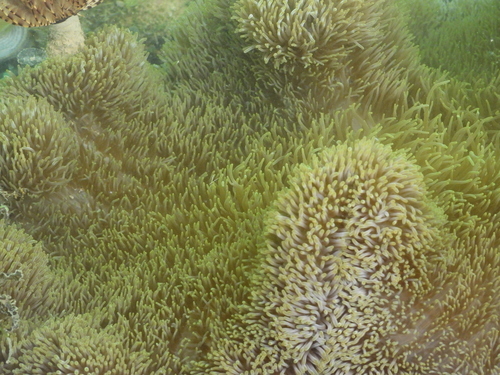 Giant Carpet Anemone reference