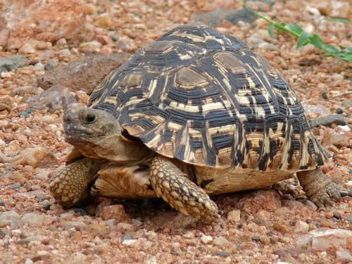Leopard Tortoise reference