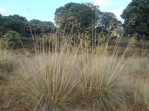 Giant Feather Grass reference