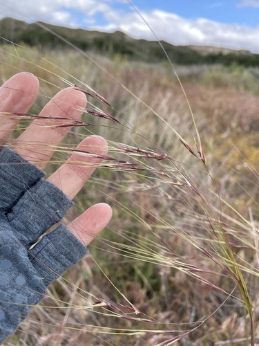 Purple Needlegrass reference