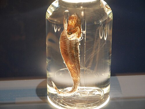 Deep-Sea Dragonfish reference