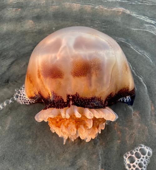 Cannonball Jellyfish reference