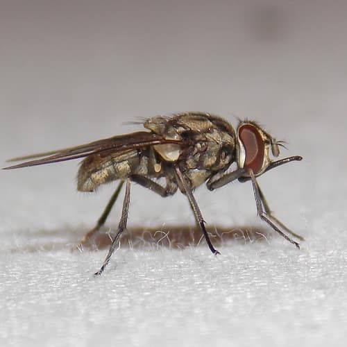 Stable Fly reference