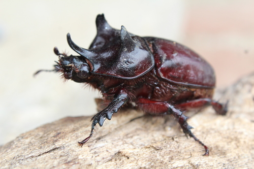 Ox Beetle reference