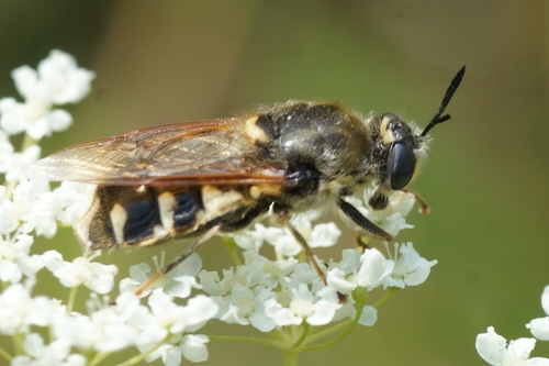 Barred Soldier Fly reference