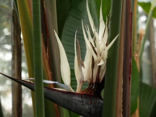 Cape Wild Banana reference