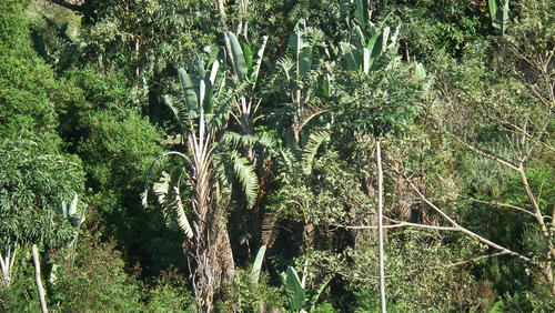 Mountain Wild Banana reference