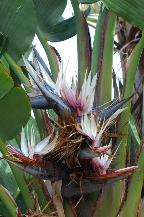 Giant Bird of Paradise reference