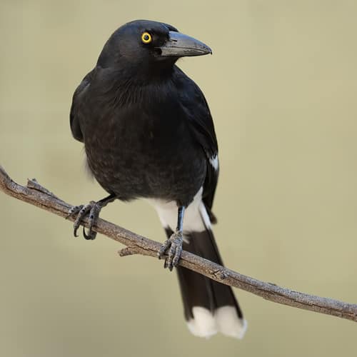 Pied Currawong reference
