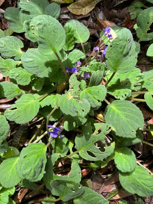 African Violet reference