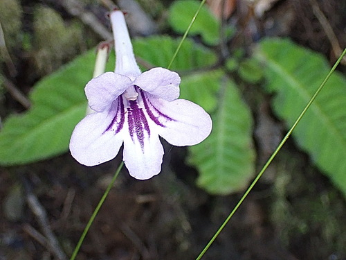 Cape Primrose reference