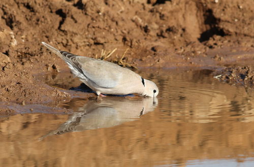 Ring-necked Dove reference