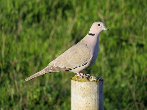 Eurasian Collared-Dove reference